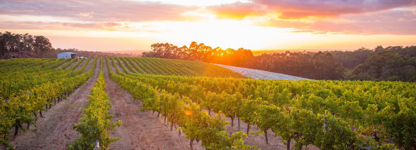 Peccavi vineyard at sunset